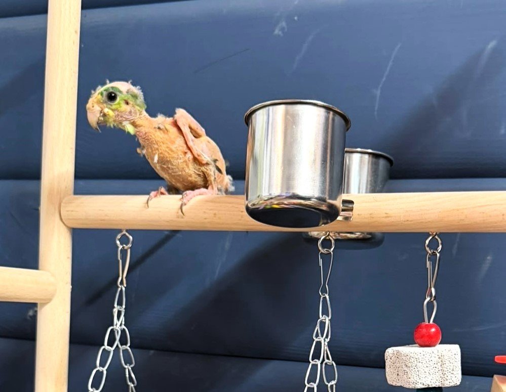 Meet Steve, the featherless parrot who quivers with happiness when people stop for a chat - and staff believe stress from a tiny cage made his feathers fall out.