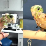 Meet Steve, the featherless parrot who quivers with happiness when people stop for a chat - and staff believe stress from a tiny cage made his feathers fall out.