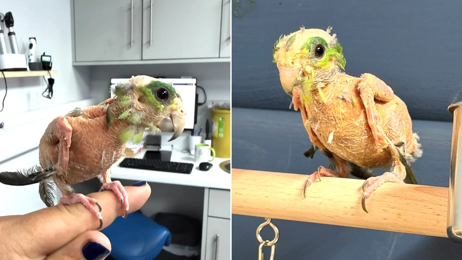 Meet Steve, the featherless parrot who quivers with happiness when people stop for a chat - and staff believe stress from a tiny cage made his feathers fall out.