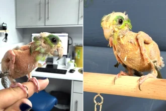 Meet Steve, the featherless parrot who quivers with happiness when people stop for a chat - and staff believe stress from a tiny cage made his feathers fall out.