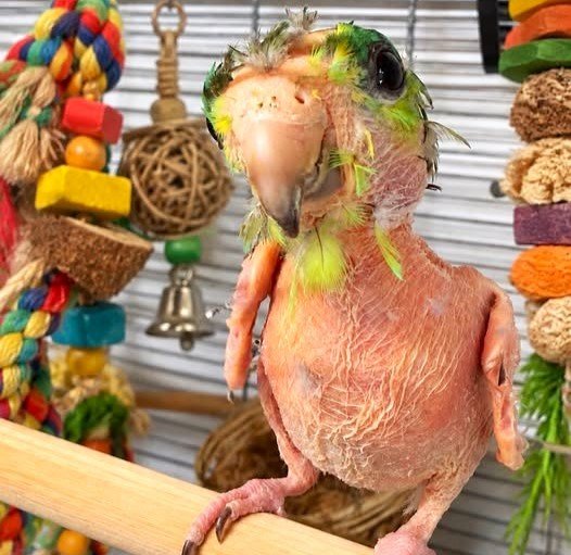 Meet Steve, the featherless parrot who quivers with happiness when people stop for a chat - and staff believe stress from a tiny cage made his feathers fall out.