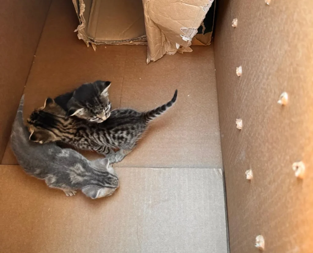 A car mechanic was stunned to discover seven tiny kittens huddled inside a box in a garage bin store after their mum bolted when he moved a pile of cardboard.
