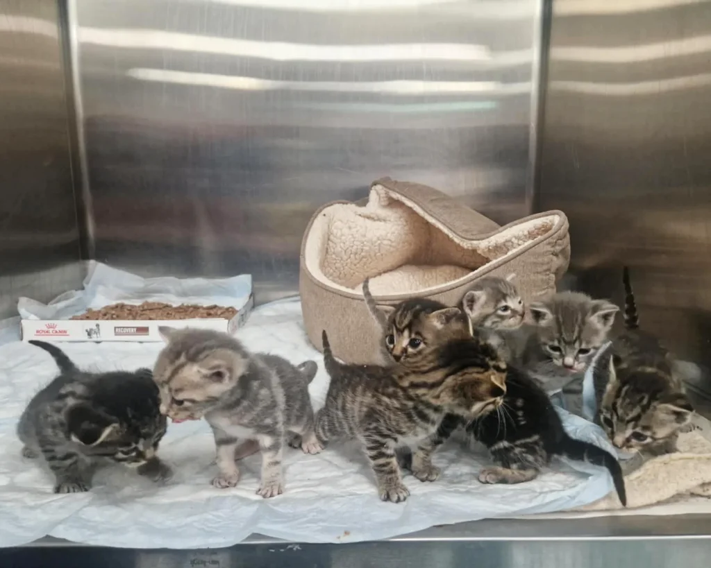 A car mechanic was stunned to discover seven tiny kittens huddled inside a box in a garage bin store after their mum bolted when he moved a pile of cardboard.