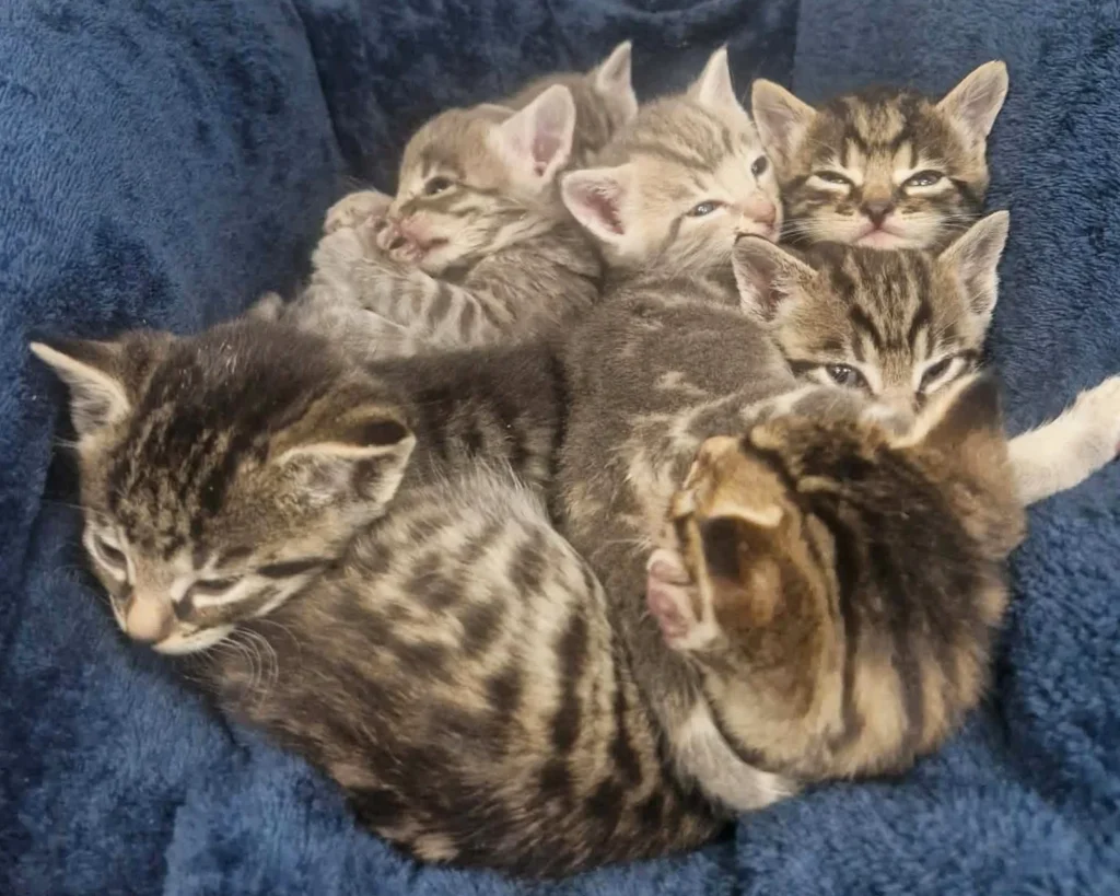A car mechanic was stunned to discover seven tiny kittens huddled inside a box in a garage bin store after their mum bolted when he moved a pile of cardboard.