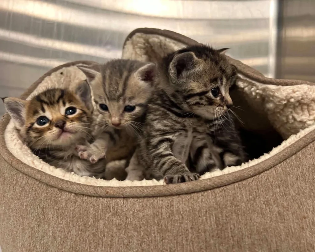 A car mechanic was stunned to discover seven tiny kittens huddled inside a box in a garage bin store after their mum bolted when he moved a pile of cardboard.