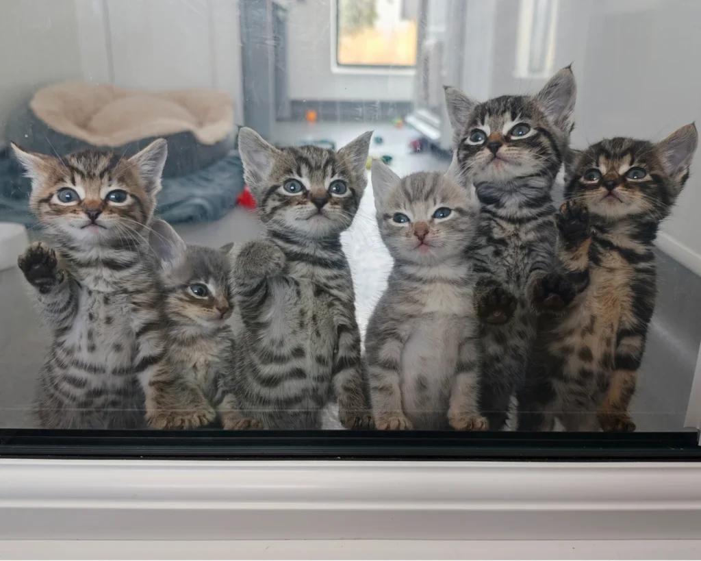 A car mechanic was stunned to discover seven tiny kittens huddled inside a box in a garage bin store after their mum bolted when he moved a pile of cardboard.