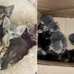 A car mechanic was stunned to discover seven tiny kittens huddled inside a box in a garage bin store after their mum bolted when he moved a pile of cardboard.