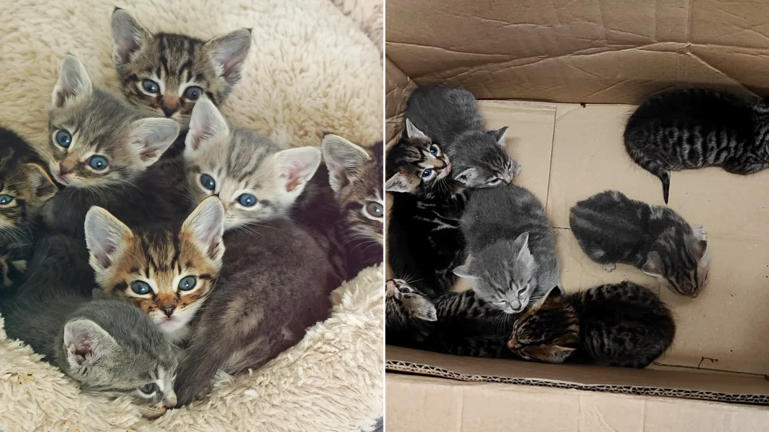 A car mechanic was stunned to discover seven tiny kittens huddled inside a box in a garage bin store after their mum bolted when he moved a pile of cardboard.