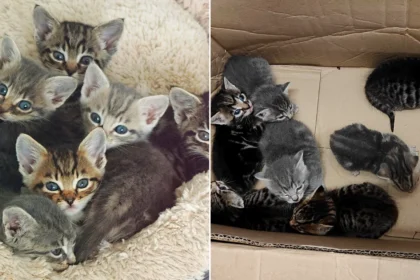 A car mechanic was stunned to discover seven tiny kittens huddled inside a box in a garage bin store after their mum bolted when he moved a pile of cardboard.