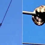 A daredevil hamster has been rescued after being discovered stranded on a high-voltage power line in Ukraine. Workers safely lowered the line to help it escape.