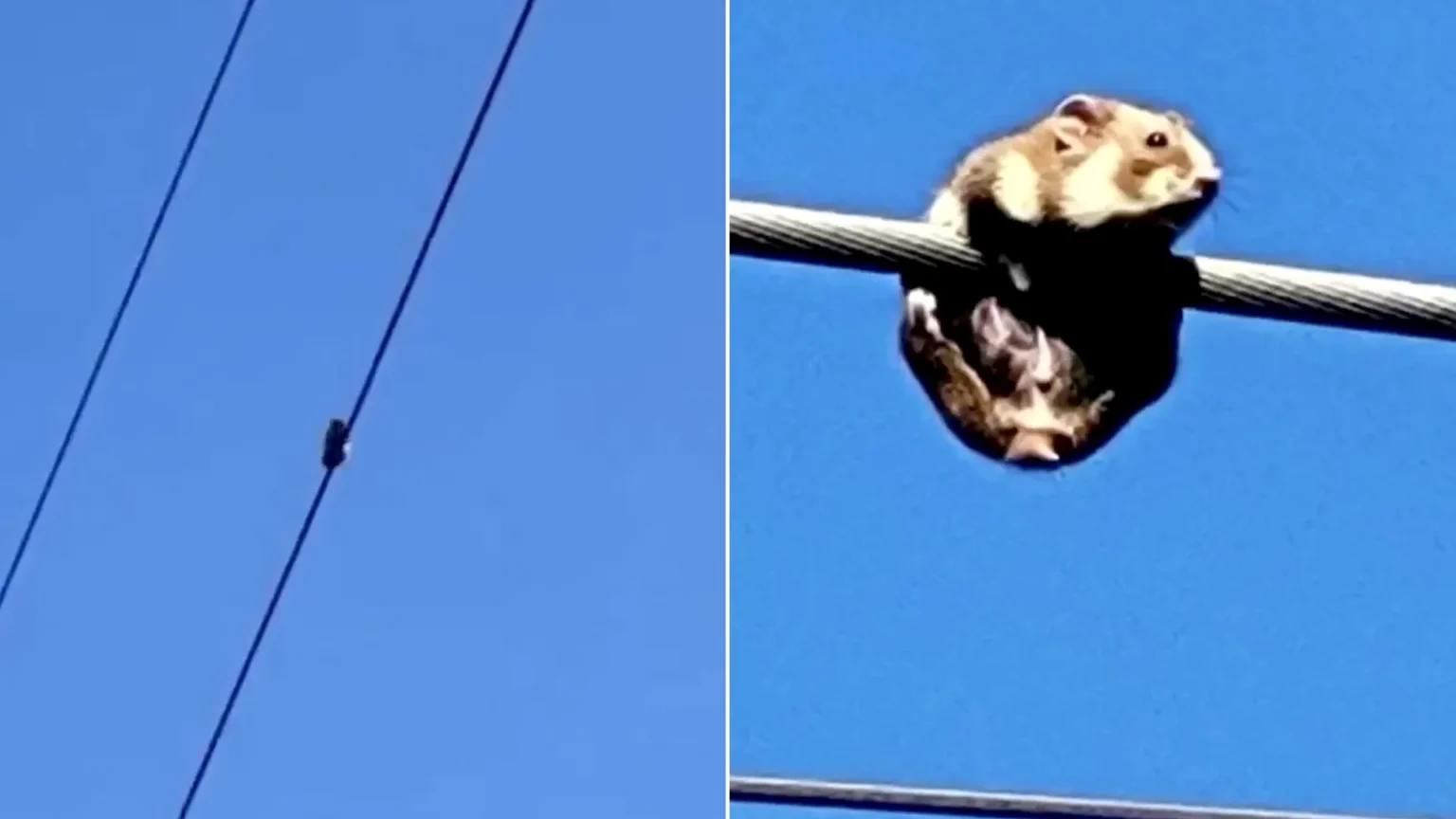 A daredevil hamster has been rescued after being discovered stranded on a high-voltage power line in Ukraine. Workers safely lowered the line to help it escape.