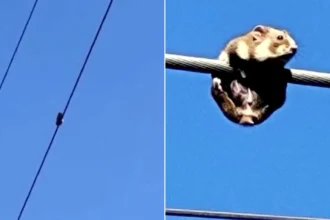 A daredevil hamster has been rescued after being discovered stranded on a high-voltage power line in Ukraine. Workers safely lowered the line to help it escape.