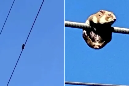 A daredevil hamster has been rescued after being discovered stranded on a high-voltage power line in Ukraine. Workers safely lowered the line to help it escape.