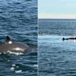 Rare Sowerby's beaked whale spotted unnervingly close to UK coast near Cornwall. Deep-sea creature emerged beside ferry, raising concerns about animal welfare and habitat.