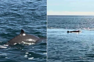 Rare Sowerby's beaked whale spotted unnervingly close to UK coast near Cornwall. Deep-sea creature emerged beside ferry, raising concerns about animal welfare and habitat.