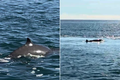 Rare Sowerby's beaked whale spotted unnervingly close to UK coast near Cornwall. Deep-sea creature emerged beside ferry, raising concerns about animal welfare and habitat.