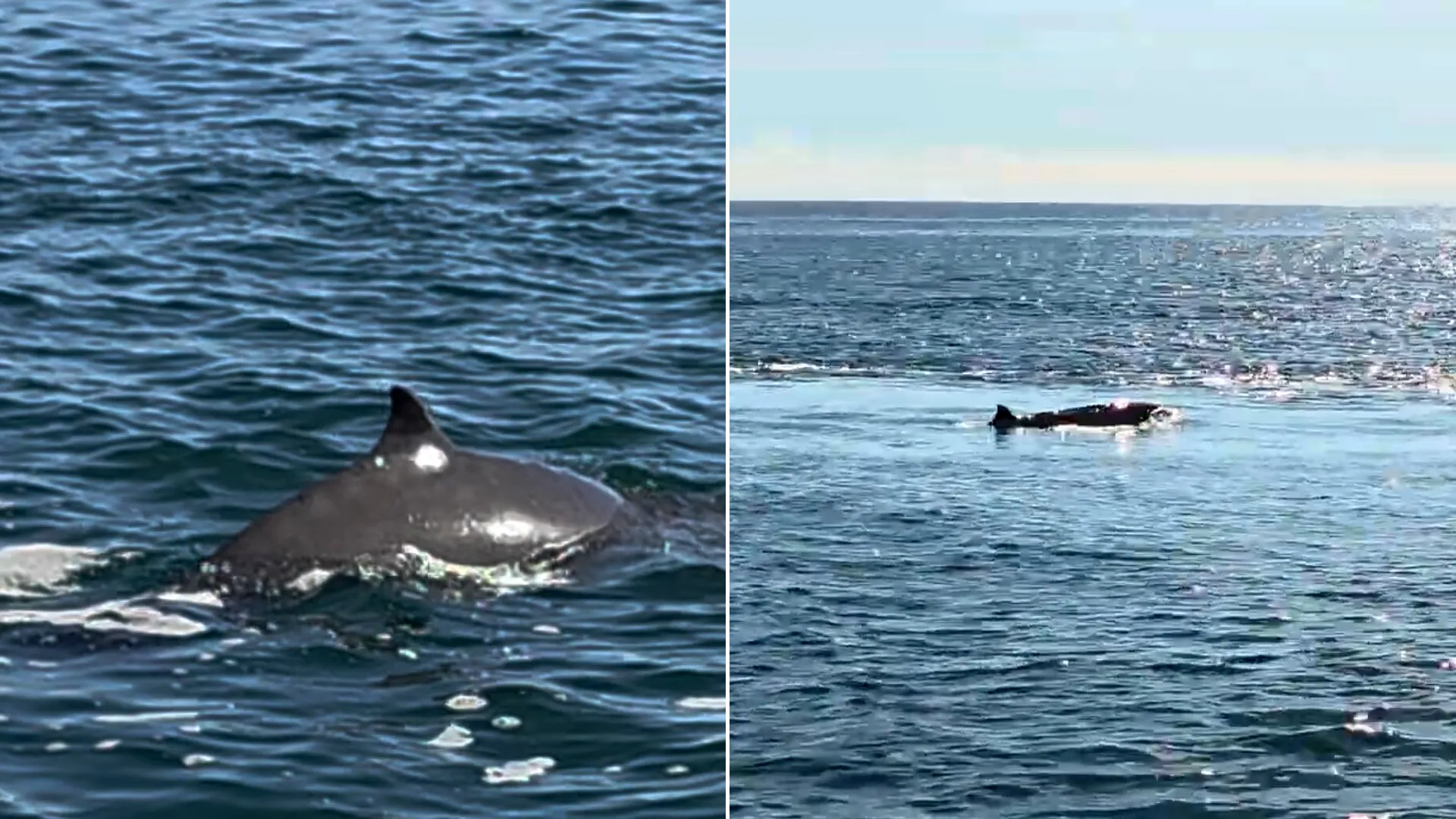 Rare Sowerby's beaked whale spotted unnervingly close to UK coast near Cornwall. Deep-sea creature emerged beside ferry, raising concerns about animal welfare and habitat.