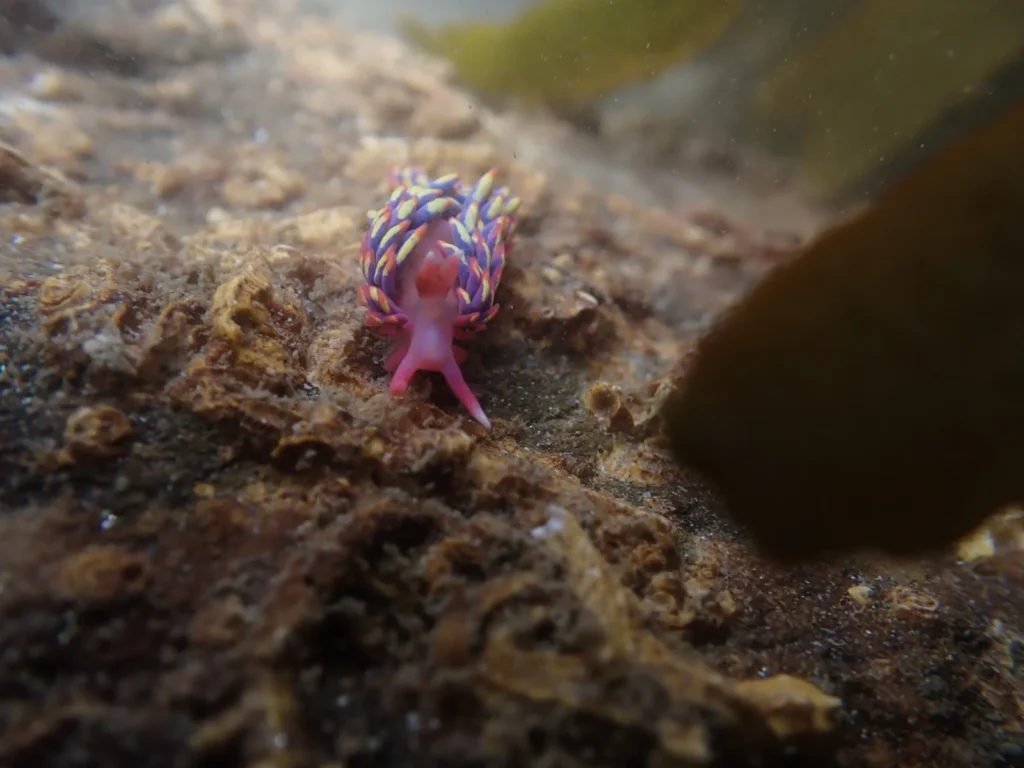 Exotic rainbow sea slug found on UK beach attributed to global warming stuns experts. The rare discovery in Cornwall highlights climate change's impact on British shores.