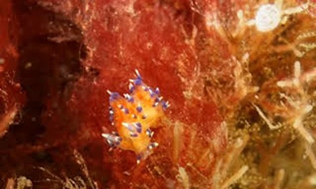 Exotic rainbow sea slug found on UK beach attributed to global warming stuns experts. The rare discovery in Cornwall highlights climate change's impact on British shores.
