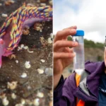 Exotic rainbow sea slug found on UK beach attributed to global warming stuns experts. The rare discovery in Cornwall highlights climate change's impact on British shores.