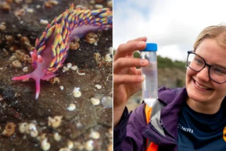 Exotic rainbow sea slug found on UK beach attributed to global warming stuns experts. The rare discovery in Cornwall highlights climate change's impact on British shores.