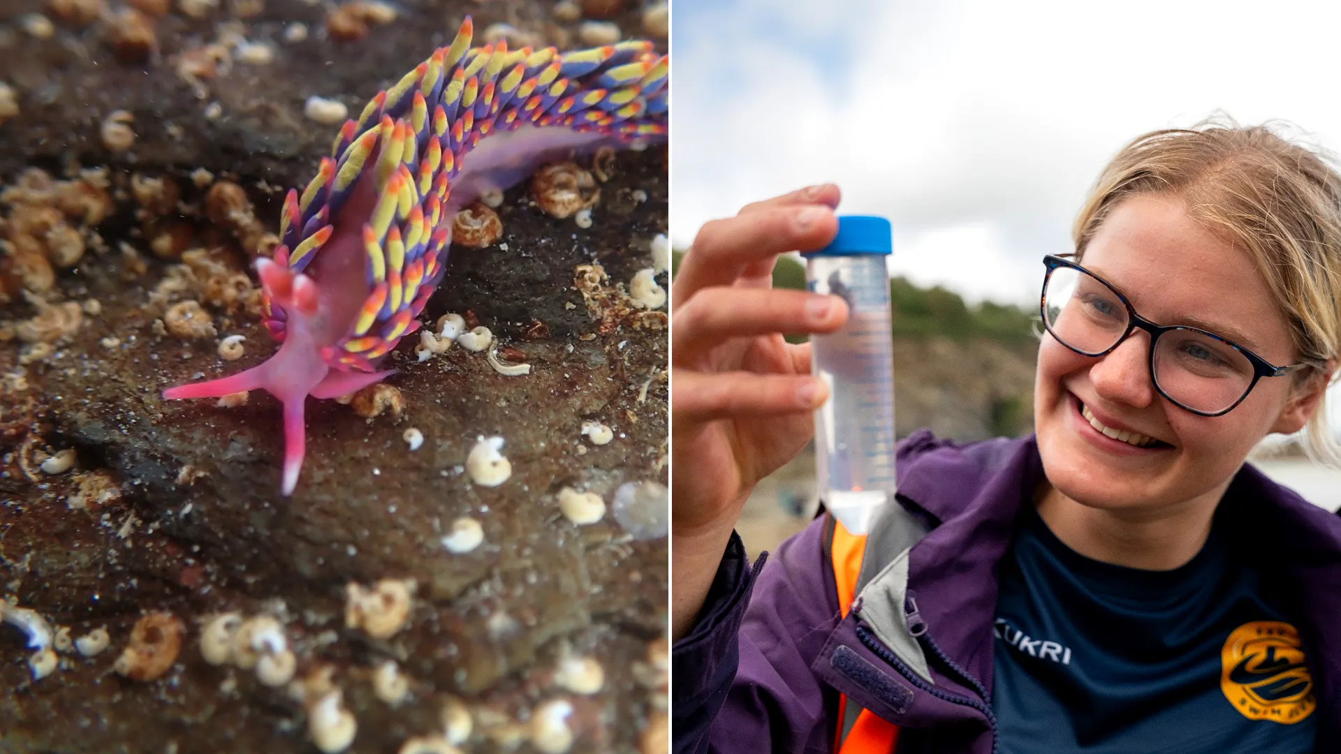Exotic rainbow sea slug found on UK beach attributed to global warming stuns experts. The rare discovery in Cornwall highlights climate change's impact on British shores.