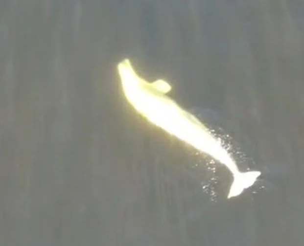 A man who thought he had spotted a pale dolphin swimming close to shore while out with his family actually filmed an ultra-rare Arctic white whale.