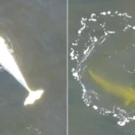 A man who thought he had spotted a pale dolphin swimming close to shore while out with his family actually filmed an ultra-rare Arctic white whale.