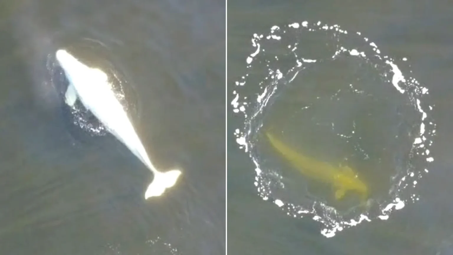A man who thought he had spotted a pale dolphin swimming close to shore while out with his family actually filmed an ultra-rare Arctic white whale.