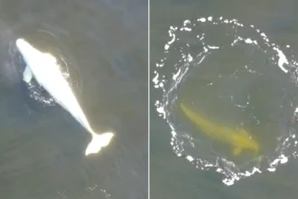 A man who thought he had spotted a pale dolphin swimming close to shore while out with his family actually filmed an ultra-rare Arctic white whale.