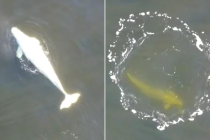A man who thought he had spotted a pale dolphin swimming close to shore while out with his family actually filmed an ultra-rare Arctic white whale.
