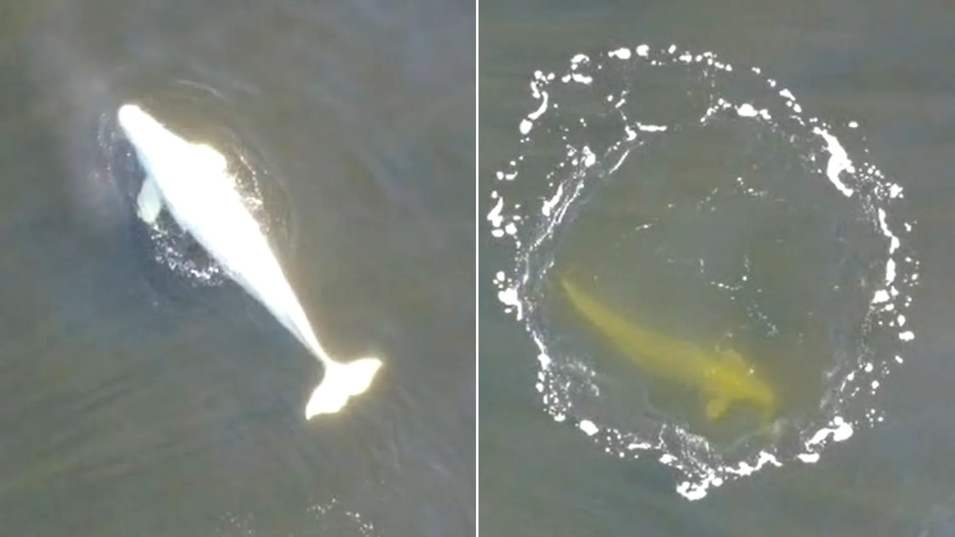 A man who thought he had spotted a pale dolphin swimming close to shore while out with his family actually filmed an ultra-rare Arctic white whale.