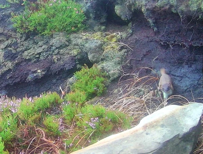 After a seven-month hunt involving drones, dogs and 200+ traps, the last remaining male stoat on a Scottish island has finally been caught, protecting vulnerable wildlife.
