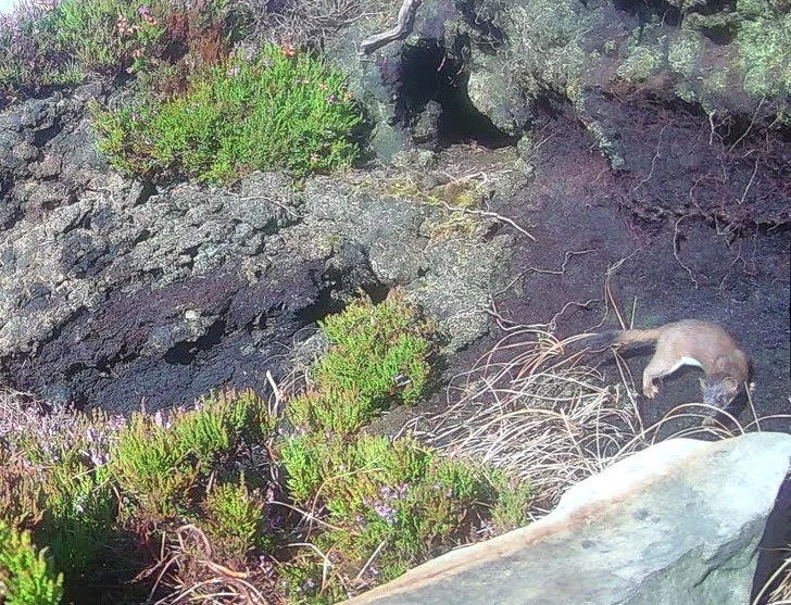 After a seven-month hunt involving drones, dogs and 200+ traps, the last remaining male stoat on a Scottish island has finally been caught, protecting vulnerable wildlife.