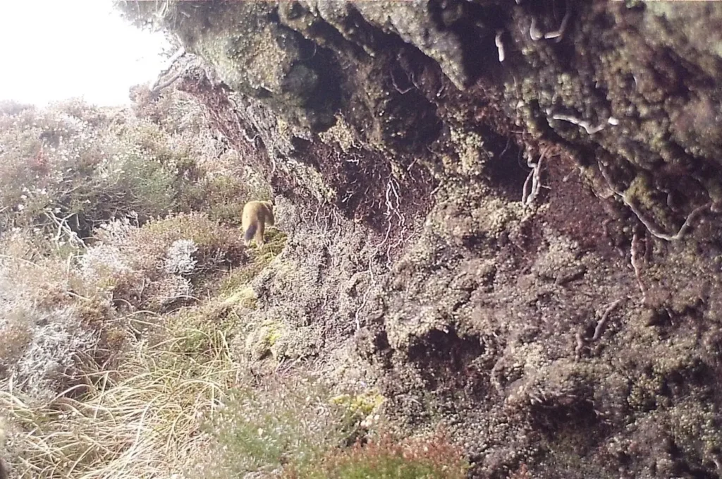 After a seven-month hunt involving drones, dogs and 200+ traps, the last remaining male stoat on a Scottish island has finally been caught, protecting vulnerable wildlife.