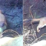 After a seven-month hunt involving drones, dogs and 200+ traps, the last remaining male stoat on a Scottish island has finally been caught, protecting vulnerable wildlife.