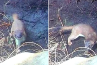 After a seven-month hunt involving drones, dogs and 200+ traps, the last remaining male stoat on a Scottish island has finally been caught, protecting vulnerable wildlife.