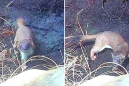 After a seven-month hunt involving drones, dogs and 200+ traps, the last remaining male stoat on a Scottish island has finally been caught, protecting vulnerable wildlife.