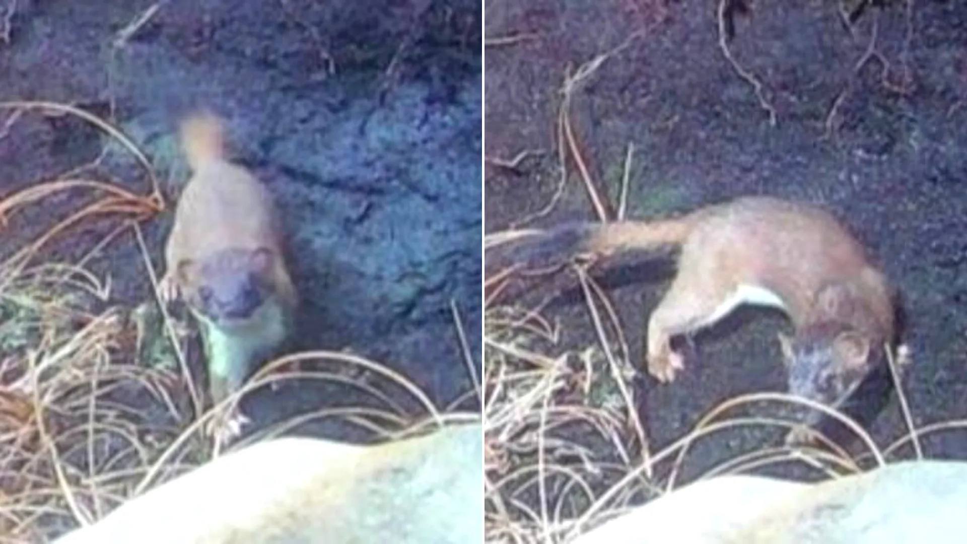After a seven-month hunt involving drones, dogs and 200+ traps, the last remaining male stoat on a Scottish island has finally been caught, protecting vulnerable wildlife.