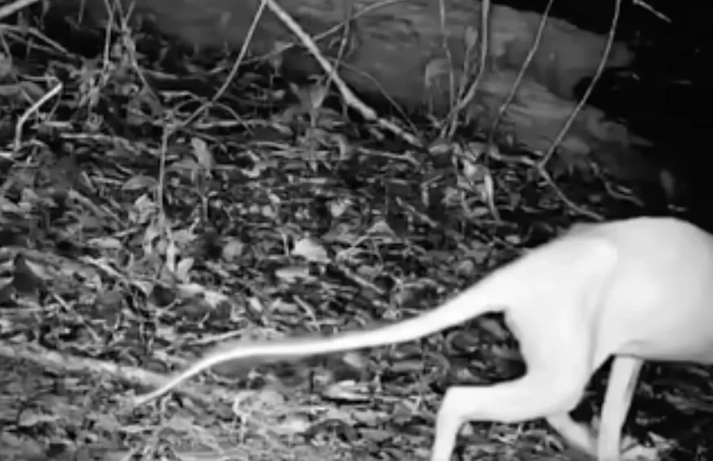 A mysterious creature with long limbs and a huge tail has sparked alarm after allegedly attacking farm animals and disappearing into the night.