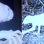 A mysterious creature with long limbs and a huge tail has sparked alarm after allegedly attacking farm animals and disappearing into the night.