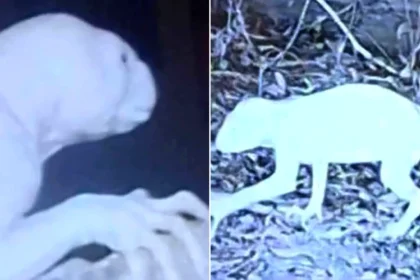 A mysterious creature with long limbs and a huge tail has sparked alarm after allegedly attacking farm animals and disappearing into the night.