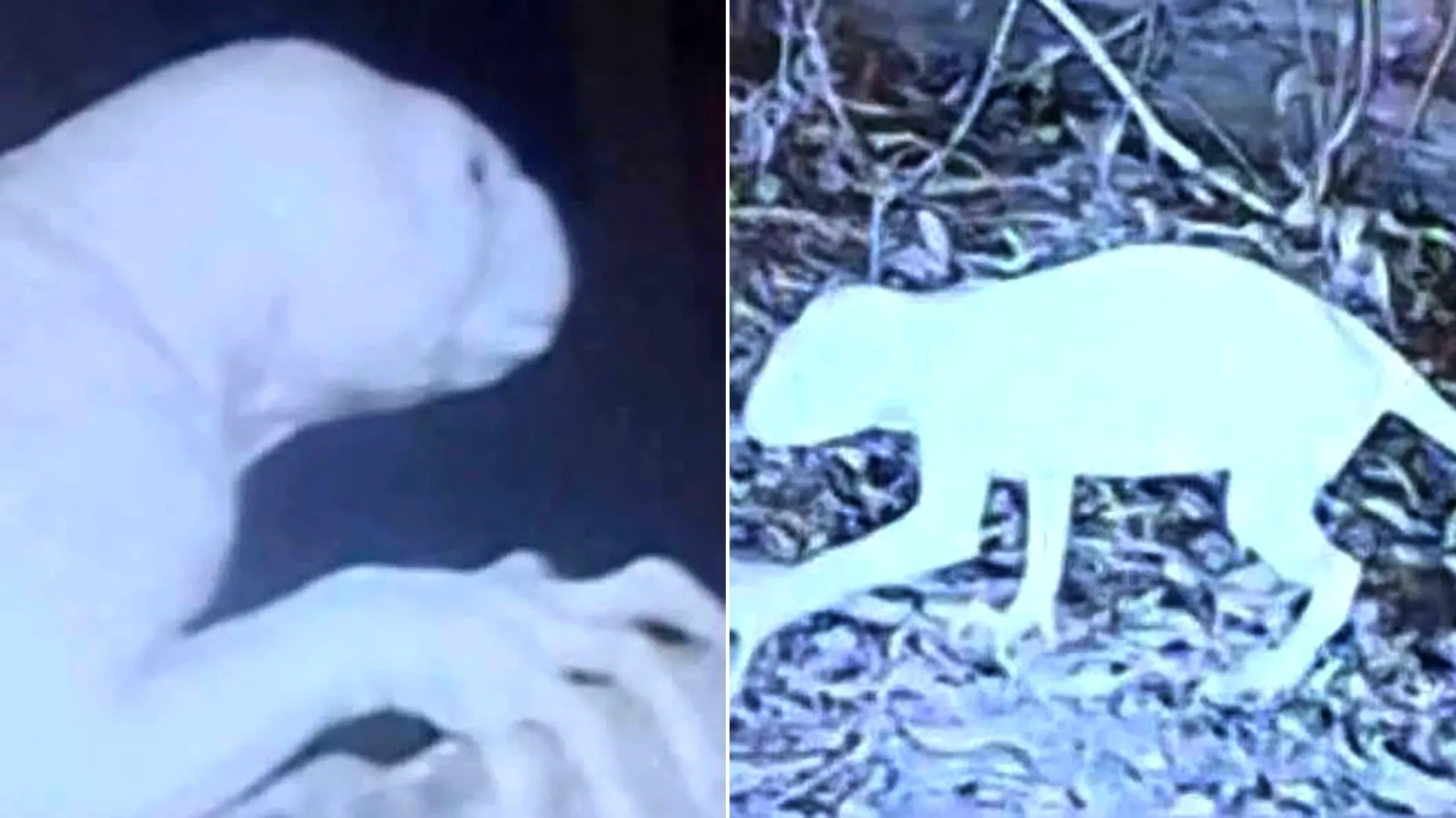 A mysterious creature with long limbs and a huge tail has sparked alarm after allegedly attacking farm animals and disappearing into the night.
