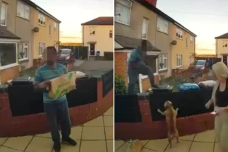 Delivery driver forced to scramble up fence after being chased by two small barking dogs in Staffordshire. The hilarious incident has gone viral with over 860,000 views.