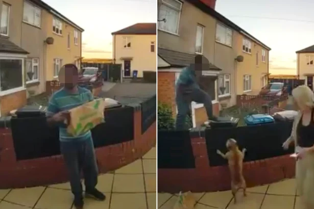 Delivery driver forced to scramble up fence after being chased by two small barking dogs in Staffordshire. The hilarious incident has gone viral with over 860,000 views.