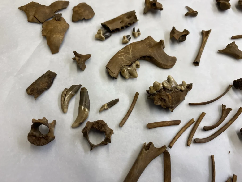 The remarkably complete skeleton of a tiny dog that lived 2,000 years ago could be Britain’s oldest known lapdog. Archaeologists believe the puppy was kept for.