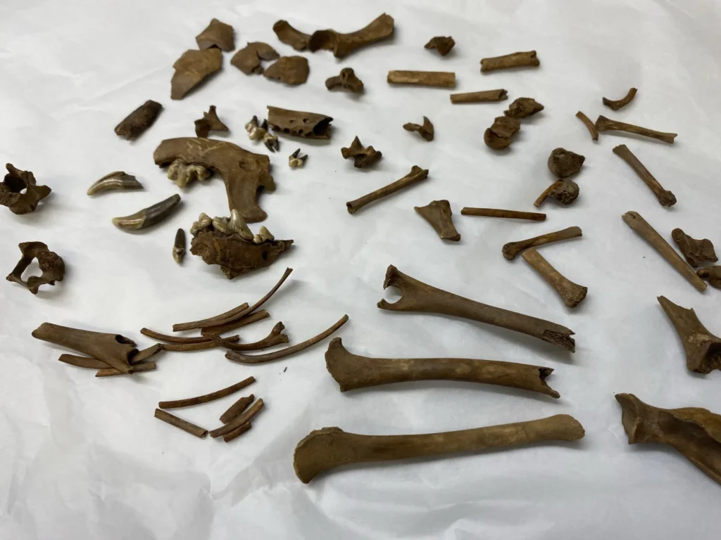 The remarkably complete skeleton of a tiny dog that lived 2,000 years ago could be Britain’s oldest known lapdog. Archaeologists believe the puppy was kept for.