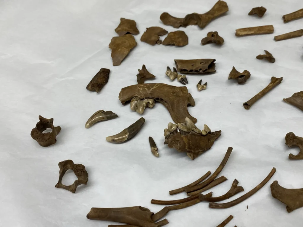 The remarkably complete skeleton of a tiny dog that lived 2,000 years ago could be Britain’s oldest known lapdog. Archaeologists believe the puppy was kept for.