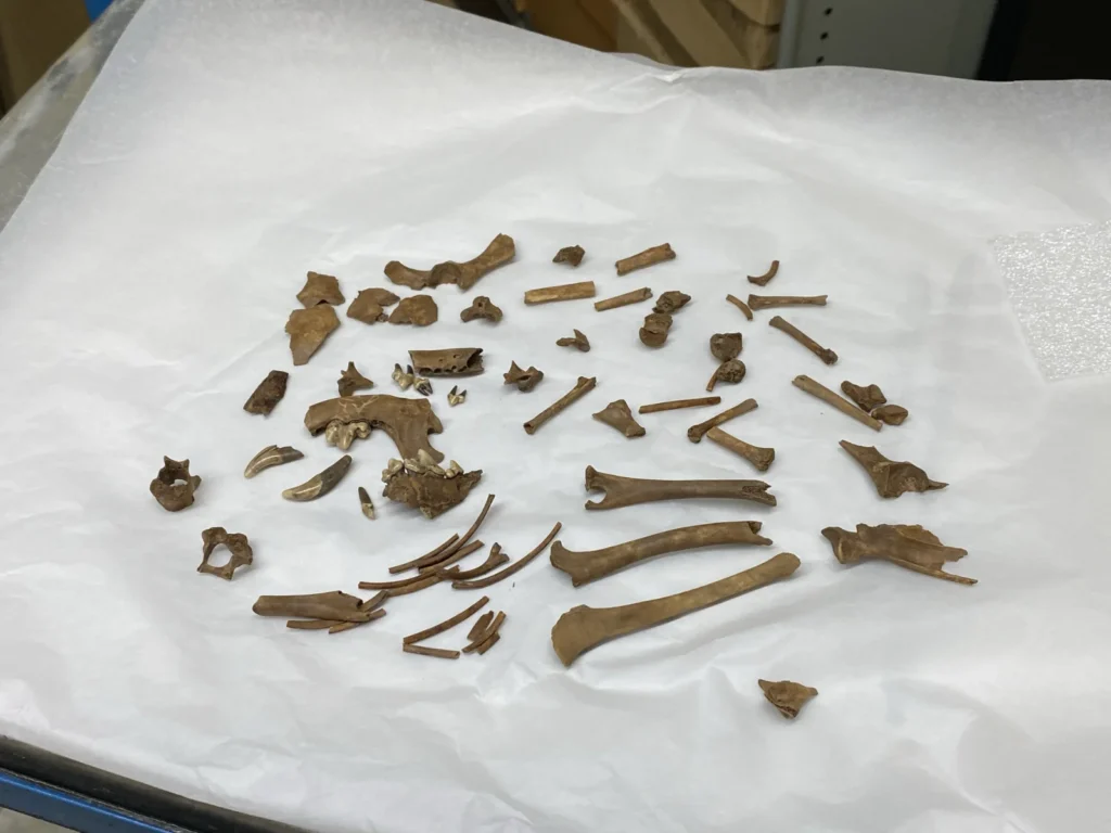 The remarkably complete skeleton of a tiny dog that lived 2,000 years ago could be Britain’s oldest known lapdog. Archaeologists believe the puppy was kept for.
