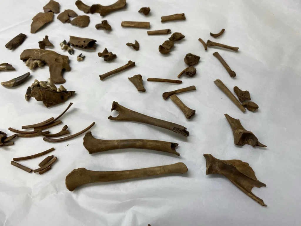 The remarkably complete skeleton of a tiny dog that lived 2,000 years ago could be Britain’s oldest known lapdog. Archaeologists believe the puppy was kept for.